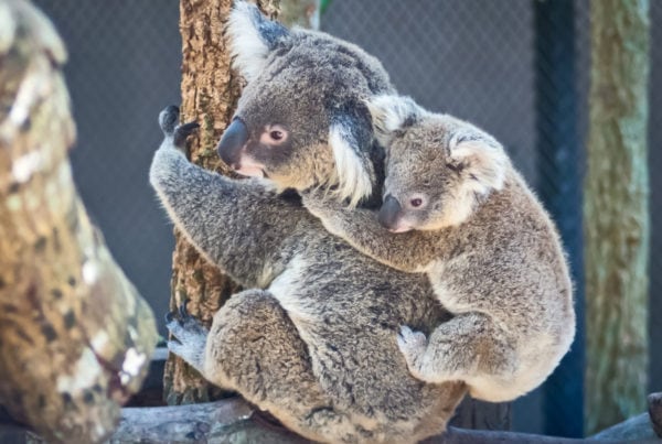 Immigration Koalas